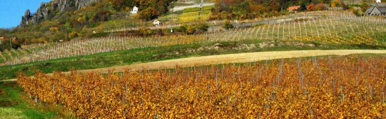 Balaton Wine Region, Hungary